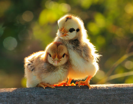 2017年屬雞、生辰五行:山下火命