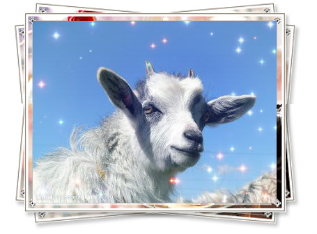 生肖屬羊命不好？從“十羊九不全”的由來知道并非如此