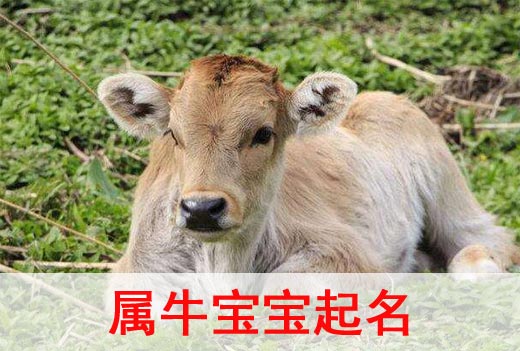 2021牛年寶寶起名取名宜用字都有哪些？