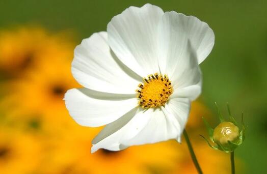 牛年女寶寶女孩時(shí)尚好聽的名字賞析