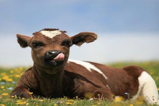 牛年寶寶起名之帶“?！弊值某烧Z大全